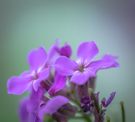 Fototapeta na wymiar flowers on a light background