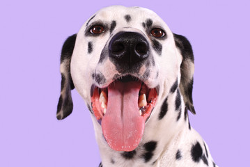 dalmation panting aainst muve background