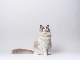 Fototapeta premium A beautiful cute female blue bicolor Ragdoll purebreed cat on a white background.
