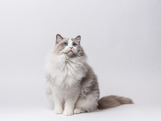 A beautiful male blue bicolor Ragdoll purebreed cat on a white background.