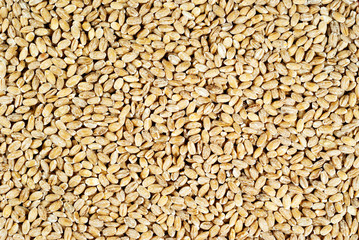 background, texture - pearl barley groats