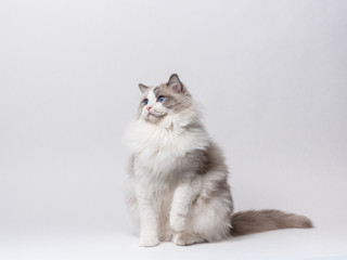 A beautiful male blue bicolor Ragdoll purebreed cat on a white background.