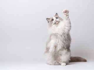 A beautiful male blue bicolor Ragdoll purebreed cat on a white background. - obrazy, fototapety, plakaty