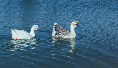 Geese on the Lake