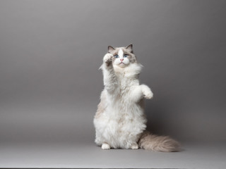 A beautiful cute female blue bicolor Ragdoll purebreed cat on a gray background.