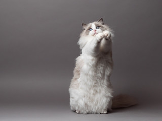 A beautiful cute female blue bicolor Ragdoll purebreed cat on a gray background.