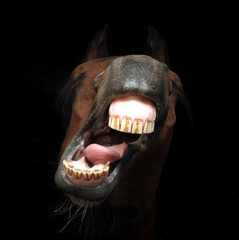 funny image of a horse's head with open mouth neighing
