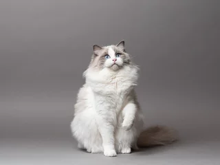 Outdoor-Kissen A beautiful cute female blue bicolor Ragdoll purebreed cat on a gray background. © madeinitaly4k