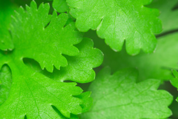 texture of the cilantro