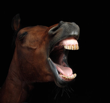 close-up of horse with open mouth against black background © martin