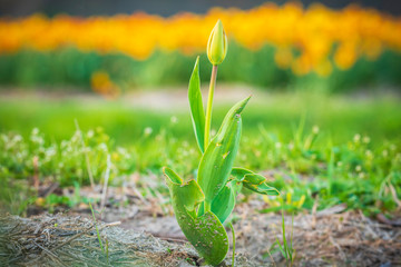 Colorful blooming flower field with yellow Narcissus or daffodil closeup during sunset.