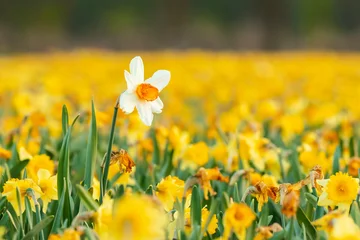 Fensteraufkleber Colorful blooming flower field with yellow Narcissus or daffodil closeup during sunset. © Sander Meertins