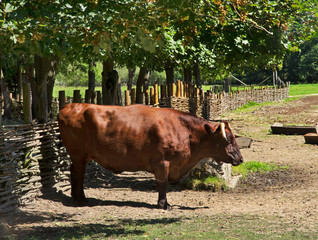 Bull in Biskupin. Poland © Andrey Shevchenko