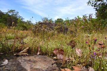 grass flowers on nature in Si Mueang Mai District, Ubon Ratchathani Province, Thailand
