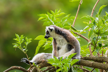 Ring-tailed lemur Lemur catta in forest - obrazy, fototapety, plakaty