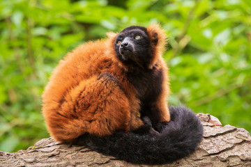 Red Ruffed Lemur Varecia rubra