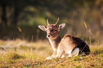 Fallow deer Dama Dama doe, hind or fawn in Autumn