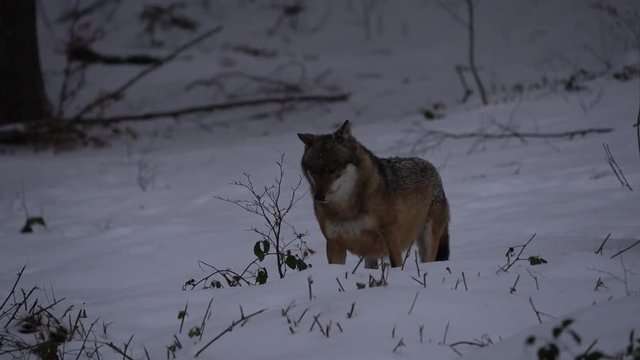 Wolf in the snow in winter
