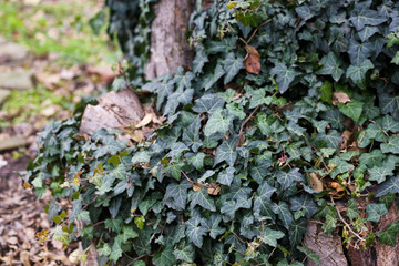 Evergreen ivy in the home garden