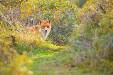 Wild red fox Vulpes Vulpes scavenging in a green meadow
