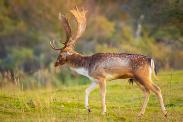 Fallow deer stag Dama Dama Autumn sunset