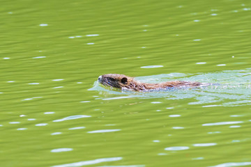 Closeup of a muskrat Ondatra zibethicus or nutria Myocastor coypus rodent