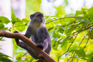 Wild blue or diademed monkey Cercopithecus mitis primate in a evergreen montane bamboo jungle habitat