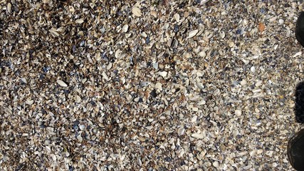 seashells background