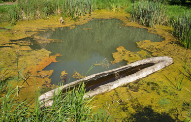 Dugout canoe at historical settlement in Biskupin. Poland © Andrey Shevchenko