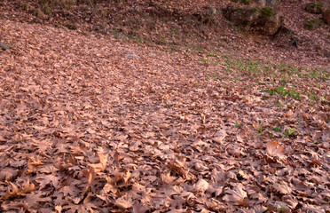 Pattern of plane tree leaves on ground