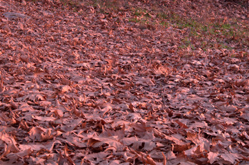 Pattern of plane leaves on ground
