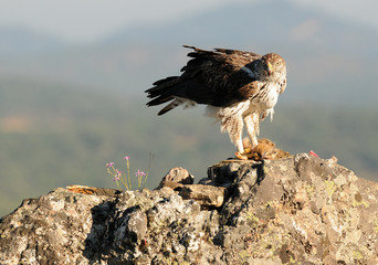 An adult Bonelli's eagle in the San Pedro mountain range. Estremadura