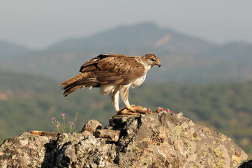 An adult Bonelli's eagle in the San Pedro mountain range. Estremadura