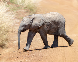 Fototapeta premium Baby African elephant