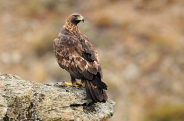 A real eagle on the rock