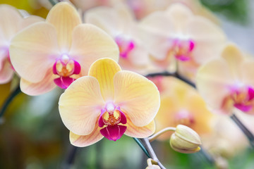 Orchid flower in orchid garden at winter or spring day for postcard beauty and agriculture idea...