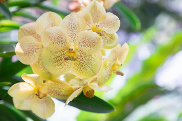 Orchid flower in orchid garden at winter or spring day for postcard beauty and agriculture idea...