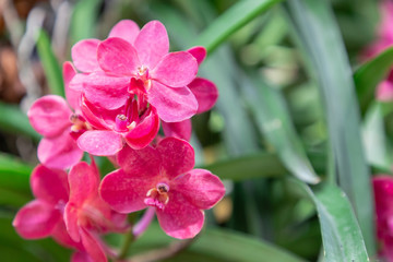 Orchid flower in orchid garden at winter or spring day for postcard beauty and agriculture idea...