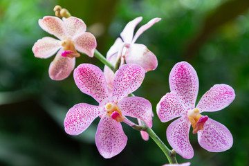 Orchid flower in orchid garden at winter or spring day for postcard beauty and agriculture idea...