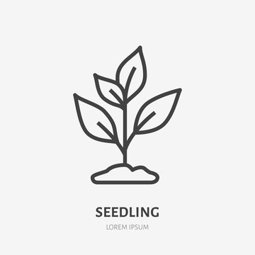 Plant sprout flat line icon. Vector thin sign of environment protection, ecology concept logo. Agriculture illustration, planting, organic emblem