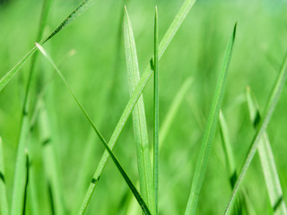 Green grass background, abstract. Close up. Selective focus.