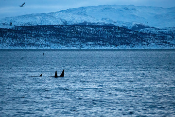 Trømso, Nordnorwegen | Polar-Kreuzfahrten