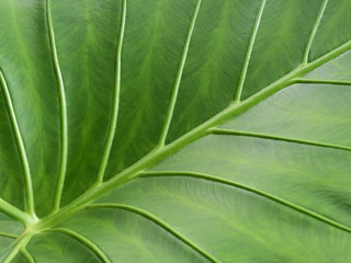 Green leaf surface, close-up, background