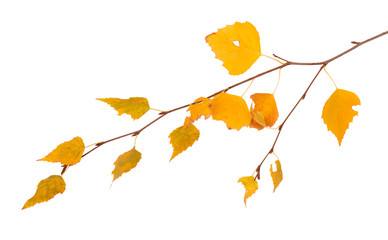 Obraz premium Yellow autumn birch leaves
