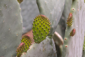 Young sprouts of a prickly pear cactus.