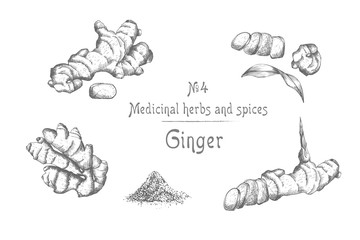 Set hand drawn of Ginger roots, lives and flowers in black color isolated on white background. Retro vintage graphic design. botanical sketch drawing, engraving style