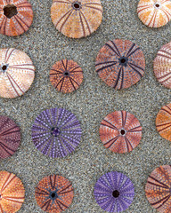Fototapeta na wymiar colorful sea urchins shells on wet sand beach top view
