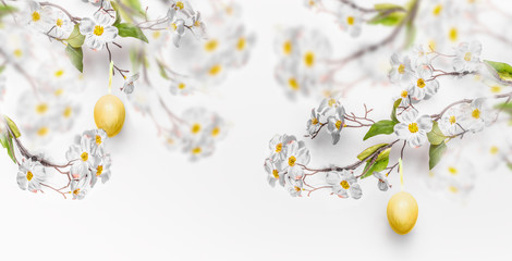 Hanging yellow Easter eggs and spring blossom branches at white wall background, banner. Fresh...