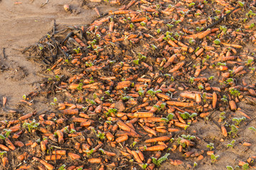 Karotten liegen auf einem Acker