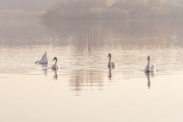 Swans, graceful birds on the water surface of the lake.